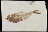 Diplomystus Fossil Fish - Wyoming #101176-1